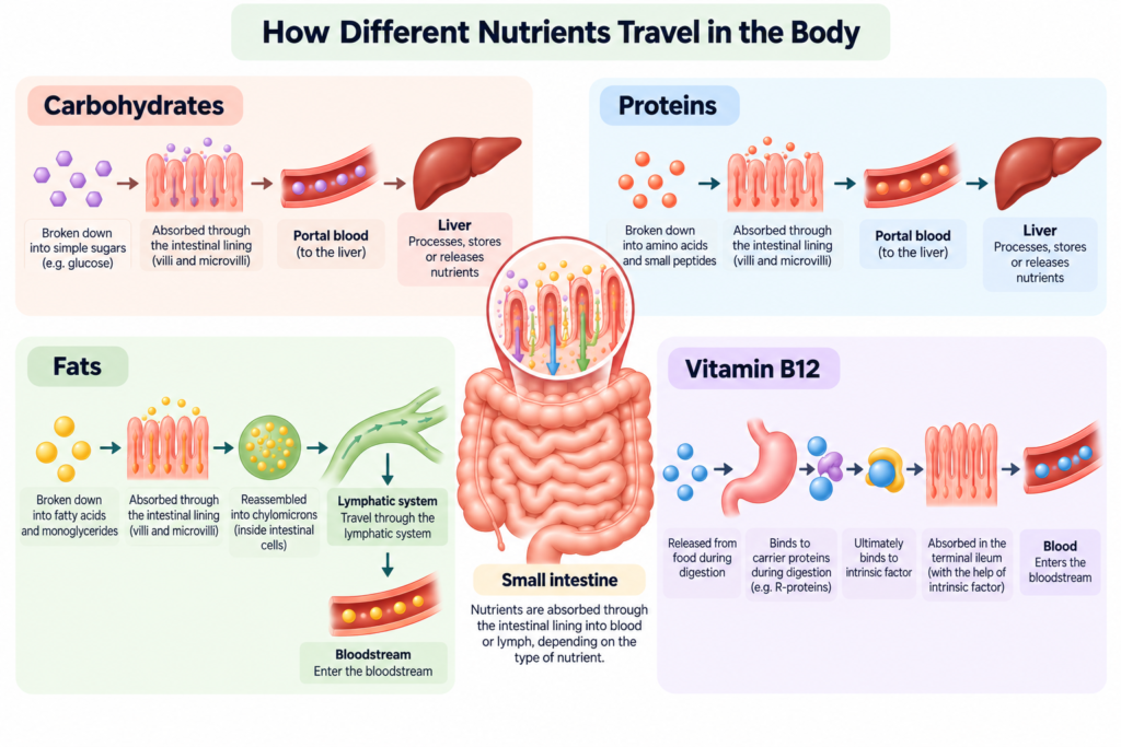 Diagram comparing how carbohydrates, proteins, fats and vitamin B12 are absorbed and transported in the body