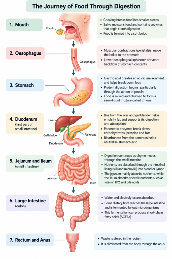 Diagram comparing how carbohydrates, proteins, fats and vitamin B12 are absorbed and transported in the body